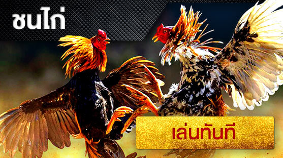 คาสิโน ไก่ชน (rooster fighting) คาสิโนออนไลน์ พนันออนไลน์ เว็บการพนัน 45Plus Online